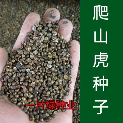 新采爬山虎种子园林绿化行道树苗木种子庭院爬藤植物林木树种籽