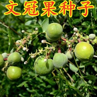 新采文冠果种子 文冠木 文官果 温旦革子文冠果树种子林木树种籽