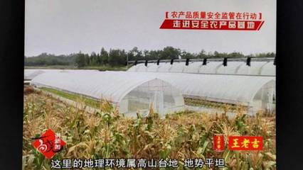 邱老汉的高山菜和绿色生态种植园