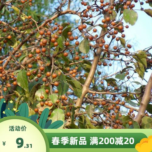 出售新采林木树种子 杜梨种子 杜梨树棠梨土梨海棠梨野梨子种子