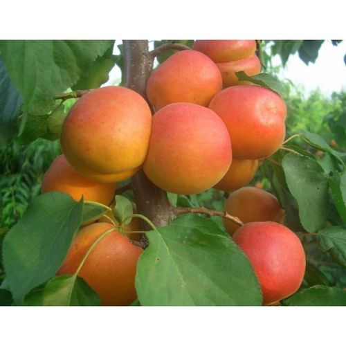 山杏种子 当年新采野生杏核仁用杏 林木杏树种子 果木类种子 种子半斤