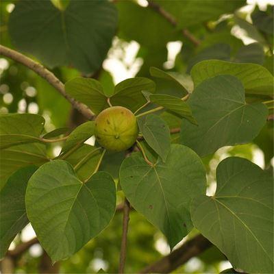 绿植园艺花卉植物盆栽林木种子批发油桐种子油桐树种子绿化图片由宿迁