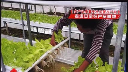 邱老汉的高山菜和绿色生态种植园_其它_网