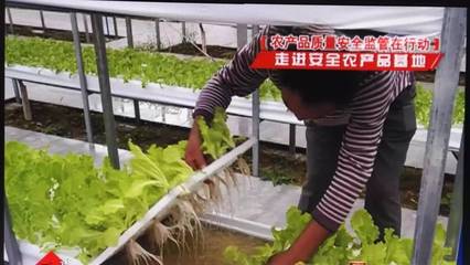 邱老汉的高山菜和绿色生态种植园_其它_网