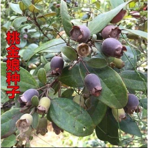 桃金娘种子哆尼仲尼山菍多莲当梨根桃舅娘当泥稔子树种林木树苗籽