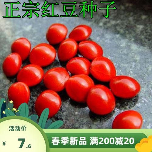 正宗新采红豆种子 海红豆种子 相思红豆 孔雀豆 绿化林木树种子