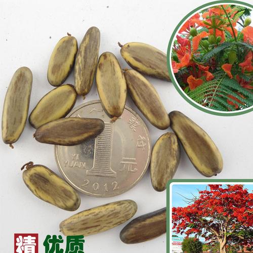 公司批发新采收 凤凰木种子 火树种子 红花楹种子保证发芽率图片