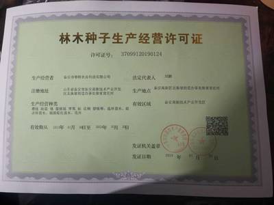 产地直销葡萄苗 当年葡萄苗 口感好 甜度高 阳光玫瑰葡萄苗