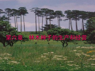 第六章 林木种子的生产和经营PPT