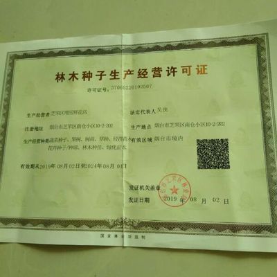碗莲种子四季开花已开口水培植物睡莲荷花种子室内外盆栽绿植花卉