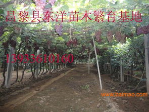 北冰红葡萄苗北冰红葡萄苗价格批发–北冰红葡萄苗北冰红葡萄苗价格厂家–北冰红葡萄苗北冰红葡萄苗价格供应商