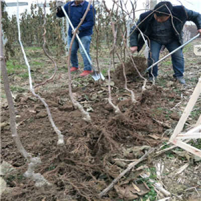 新闻 湖北黄心猕猴桃苗 5公分价格多少钱一棵