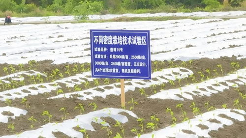 遵义新蒲 打造乡村产业新 椒 点