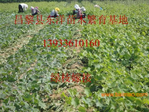 醉金香葡萄苗醉金香葡萄苗价格批发–醉金香葡萄苗醉金香葡萄苗价格厂家–醉金香葡萄苗醉金香葡萄苗价格供应商