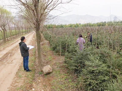 市林草局抽检关山林管局春季造林苗木质量