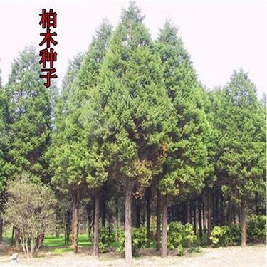 苗木生产许可证 林木种子生产经营许可证