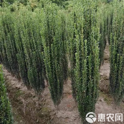 高端绿植直立冬青庭院造景种植小叶冬青朝天笔围墙绿篱四季长青