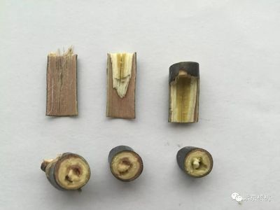 关于《中华人民共和国种子法》