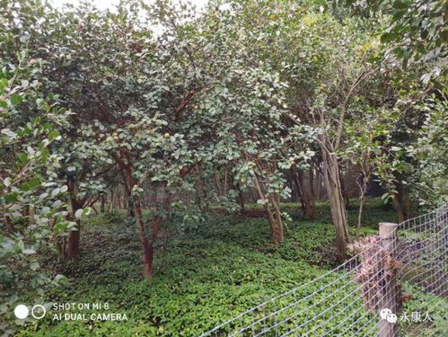 永康市启动林木种苗生产经营许可事项 双随机 抽查
