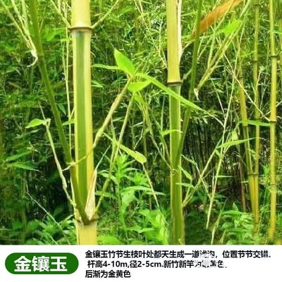 竹子苗庭院植物紫竹金镶玉罗汉竹北方耐寒四季常青大型地栽青竹苗