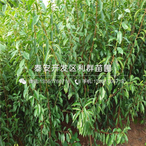 【新品种意大利早红大樱桃苗批发价格】- 