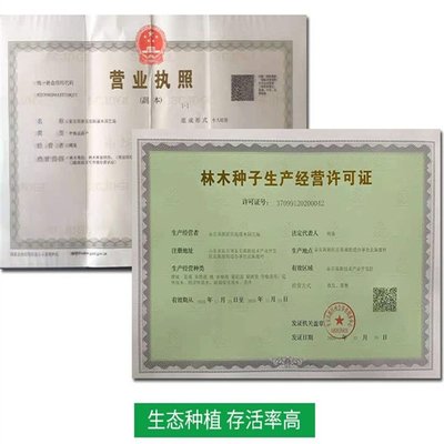 新品种优系L蓝莓苗基地 需冷量低自育 根系发达 易丰产