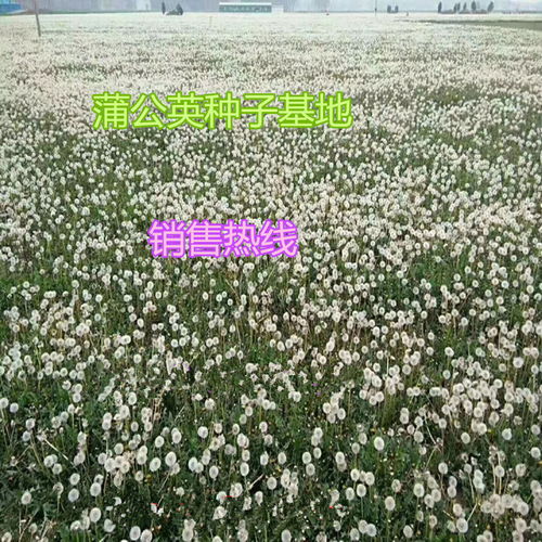 儋州销售蒲公英种子店