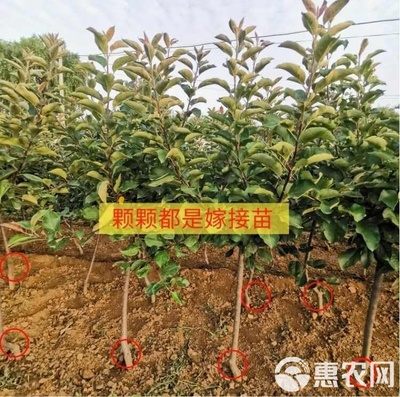 嫁接秦脆苹果树苗晚熟很大红富士新品种苹果树南北方种植果苗地栽