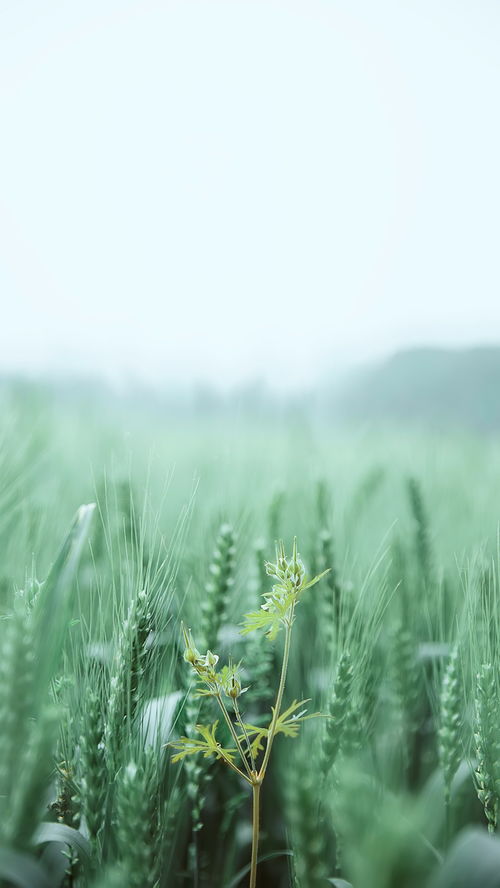 photoshop制作绿色主题的手机壁纸
