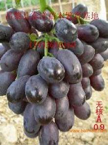 摩尔多瓦葡萄苗摩尔多瓦葡萄苗价格,摩尔多瓦葡萄苗摩尔多瓦葡萄苗价格生产厂家,摩尔多瓦葡萄苗摩尔多瓦葡萄苗价格价格
