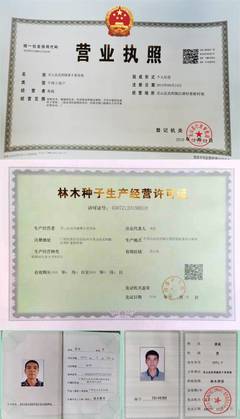 妃子笑荔枝嫁接苗、营养杯苗、高压枝苗