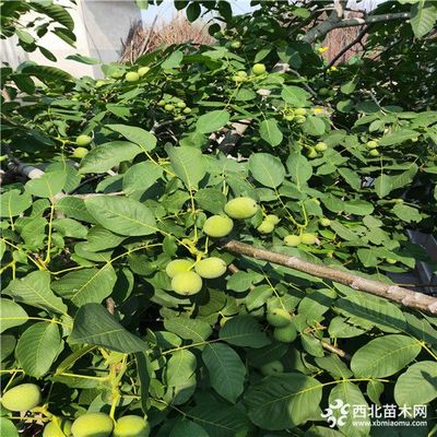 新品种核桃苗,核桃苗批发,求购优质核桃苗