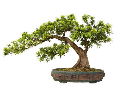月季花不发新芽掉叶子