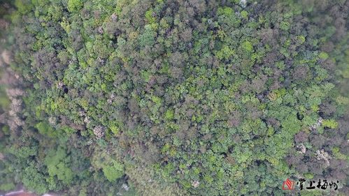 梅州蕉岭一处种质资源库入选 第三批省级林木种苗基地名单公布