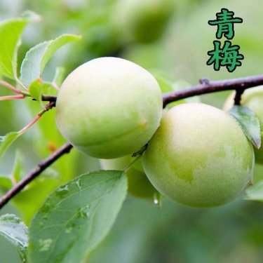 销售苗木一定要办林木种子生产许可证吗?