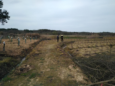 芜湖市湾沚区林业局开展苗木产地检疫