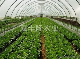 农业蔬菜批发 可靠的农业蔬菜厂家货源 供应信息