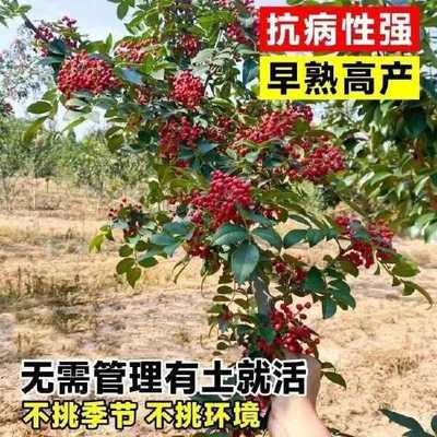山东临沂优质大红袍花椒苗 林木种子生产经营许可证认证