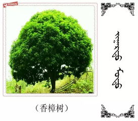 这些树木的蒙古名称您知道多少