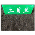 山东二月兰种子价格|二月兰种子销售|009
