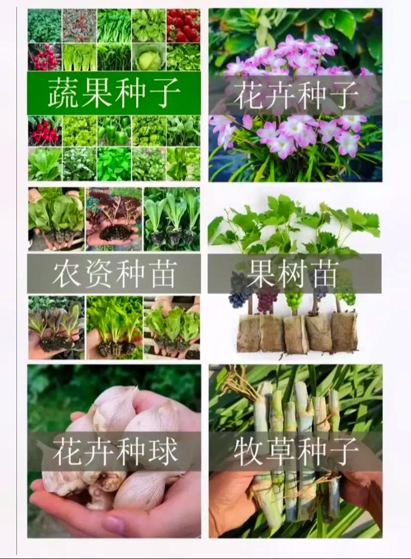 林草种子生产经营许可证办理.平台上销售林木树苗,蔬菜种子,农