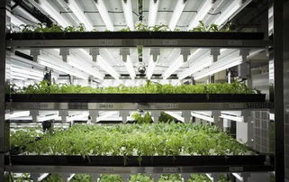 揭秘日本农业的 秘密武器 产量增加100倍