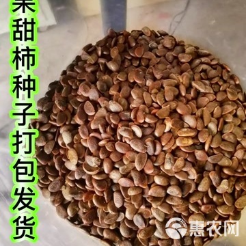 柿子种子 林木种子生产经营许可 浙江绍兴供货