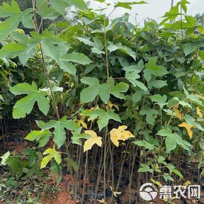 广东省惠州市惠东县 枫香苗 林木种子生产经营许可证 精品苗木