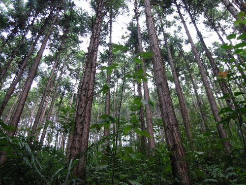 福建省种子条例 解读