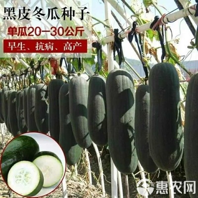 巨型特大黑皮冬瓜种满地爬不搭架早熟四季播种瓜产量大田园种子