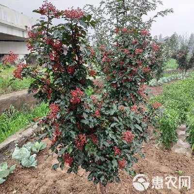 山东临沂优质大红袍花椒苗 林木种子生产经营许可证认证
