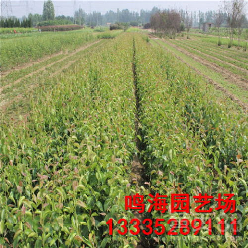 【资阳黑梨苗栽培技术(德州资讯)】- 