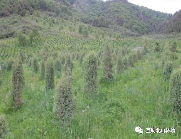 我场祁连圆柏 青杄两个林木种质资源被认定 为省级种质资源库