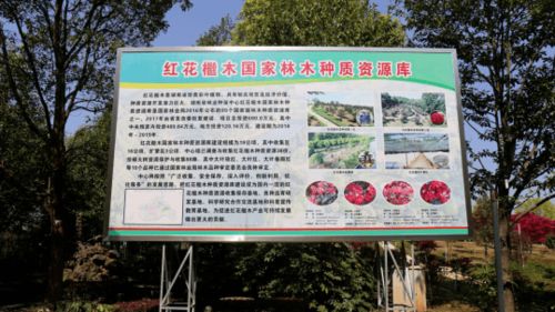 种 绿芙蓉国, 苗 绘潇湘锦 湖南国家林木种质资源库 六